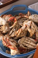 Dungeness Cooked Crab, Queen Charlotte Islands, Canada by Savanah Stewart - various sizes - $29.49