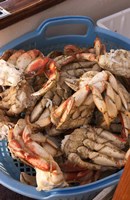 Dungeness Cooked Crab, Queen Charlotte Islands, Canada Fine Art Print