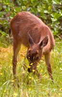 Sitka Black Tail Deer, Fawn Eating Grass, Queen Charlotte Islands, Canada Fine Art Print