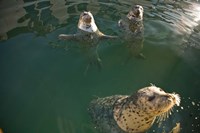 British Columbia, Victoria, Harbor Seals, Oak Bay Fine Art Print