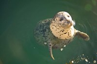 Harbor Seals, Oak Bay, Victoria, British Columbia by Stuart Westmorland - various sizes
