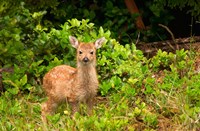 Fawn, Sitka Black Tailed Deer, Queen Charlotte Islands, Canada Fine Art Print