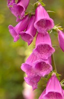 Fox Glove Blooms, Queen Charlotte Islands, Canada Fine Art Print