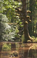 Rainforest and Swamp, Queen Charlotte Islands, Canada Fine Art Print