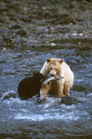 Sow with Cub Eating Fish, Rainforest of British Columbia by Steve Kazlowski - various sizes