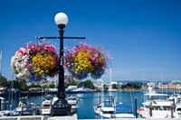 British Columbia, Victoria, Boat Harbor Fine Art Print