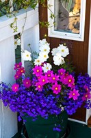 British Columbia, Victoria, Flower Pot Fine Art Print