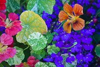 British Columbia, Victoria, Flowerboxes Fine Art Print