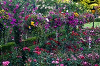 Rose Garden at Butchard Gardens In Full Bloom, Victoria, British Columbia, Canada Fine Art Print