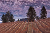 Vineyard and lake, West Kelowna, Okanagan Valley, British Columbia, Canada Fine Art Print