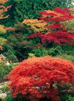 View of Butchart Garden, Victoria, British Columbia, Canada Fine Art Print