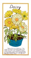 Daisy by Marlene Siff - various sizes