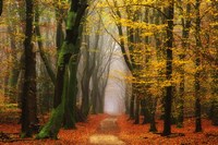 Shimmer Fine Art Print