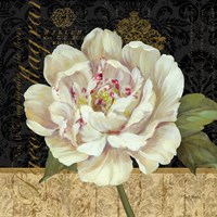 Antique Still Life Peony Fine Art Print