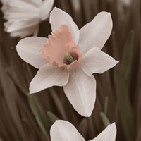 Hint of Spring II Fine Art Print