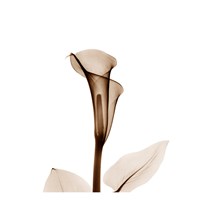 Calla Lily in Sienna