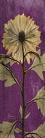Chrysanthemum Purple I Fine Art Print