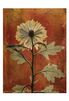 Chrysanthemum Orange II Fine Art Print