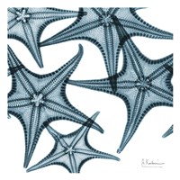 Starfishes Fine Art Print