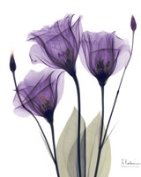 Gentian Hope Fine Art Print