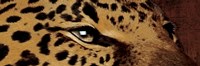 Leopard Eyes Framed Print