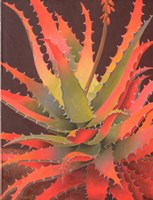 Sunset Agave Fine Art Print