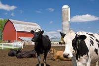 Cows, red barn, silo, farm, Wisconsin Fine Art Print