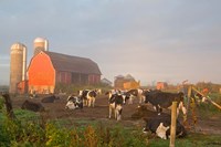 Holstein dairy cows outside a barn, Boyd, Wisconsin Fine Art Print