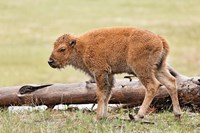 Baby Bison, Yellowstone National Park, Wyoming Fine Art Print