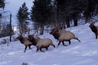 Elk or Wapiti, Yellowstone National Park, Wyoming Framed Print