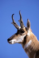 Wyoming, Yellowstone NP, Male Pronghorn Wildlife Fine Art Print