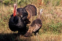 Wild Turkey Tom and Hen Fine Art Print