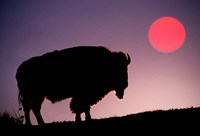 Bison Silhouetted at Sunrise, Yellowstone National Park, Wyoming Fine Art Print