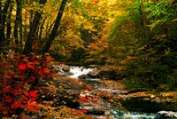 Mountain Stream Fine Art Print