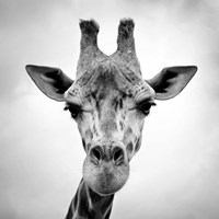 Giraffe Fine Art Print