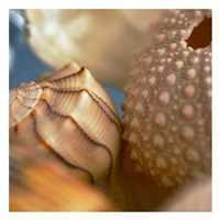 Shells 1 Fine Art Print