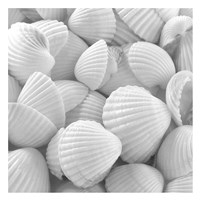 Shells 3 Fine Art Print