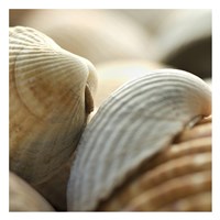 Shells 4 Fine Art Print