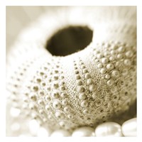Shells and Pearls 2 Fine Art Print