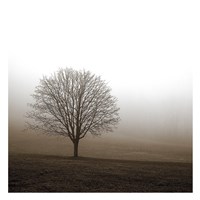 Tree in Mist 1 Fine Art Print