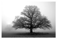 Tree in Mist 2 Fine Art Print