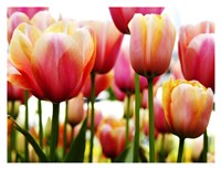 Tulip Fine Art Print