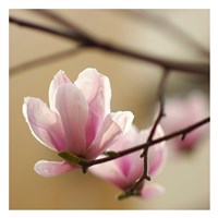 Tulip Tree 1 Fine Art Print