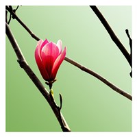 Tulip Tree 3 Fine Art Print