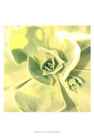 Succulent I Fine Art Print
