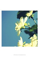 Summer Blossom I by Lillian Bell - 13" x 19" - $12.99