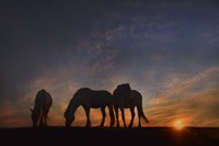 Camargue Sunrise Fine Art Print