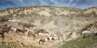Moving the Herd Fine Art Print