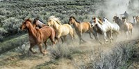 Stampede I Fine Art Print