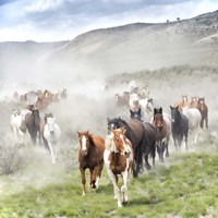 Stampede II Fine Art Print